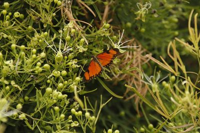 Maerua rosmarinoides, photographed by Tony Rebelo