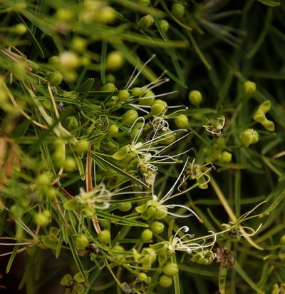 Maerua rosmarinoides, photographed by Tony Rebelo