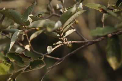 Grewia bicolor, photographed by Tony Rebelo
