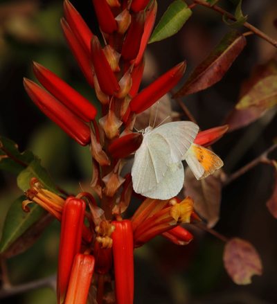 Aloe pienaarii, photographed by Tony Rebelo