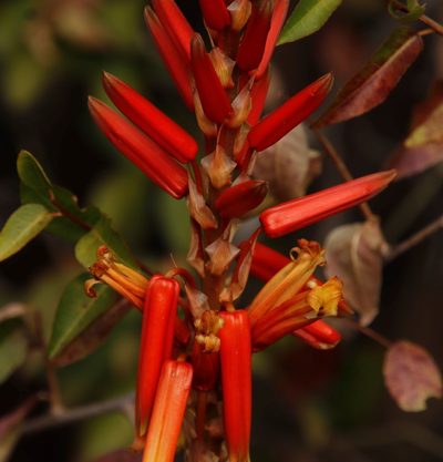 Aloe pienaarii, photographed by Tony Rebelo