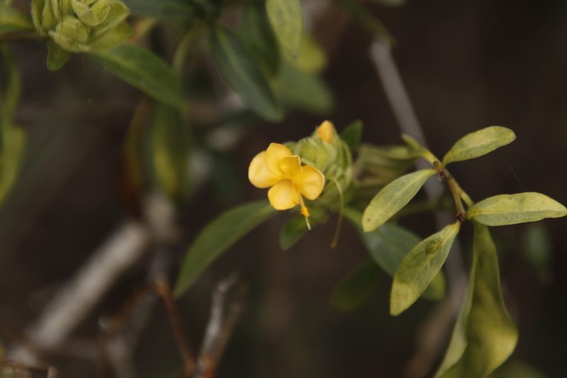 Barleria crossandriformis, photographed by Tony Rebelo