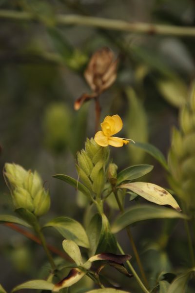 Barleria crossandriformis, photographed by Tony Rebelo