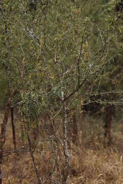 Ormocarpum trichocarpum, photographed by Tony Rebelo