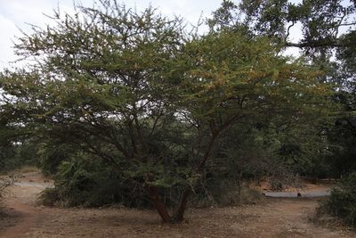 Vachellia tortilis, photographed by Tony Rebelo