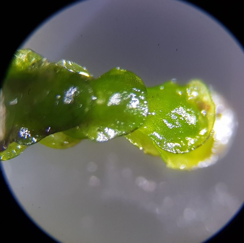Nardia compressa, photographed by Helen Waterman