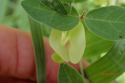Macrotyloma axillare, photographed by Peter Warren