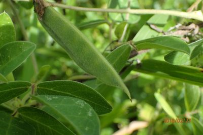 Macrotyloma axillare, photographed by Peter Warren