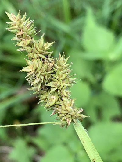 Carex conjuncta, photographed by pamelabarnabee