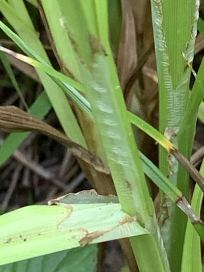 Carex conjuncta, photographed by pamelabarnabee