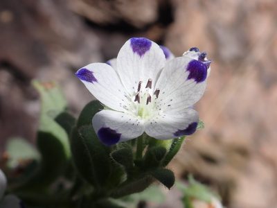 Nemophila maculata, photographed by Steve Woodward
