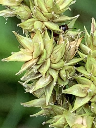 Carex conjuncta, photographed by pamelabarnabee