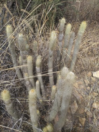 Cleistocactus hyalacanthus, photographed by Naturalist Tours