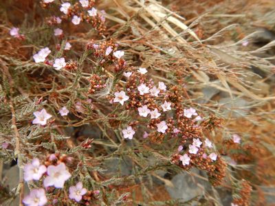 Myriolimon ferulaceum, photographed by Duarte Frade