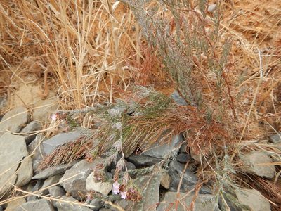 Myriolimon ferulaceum, photographed by Duarte Frade