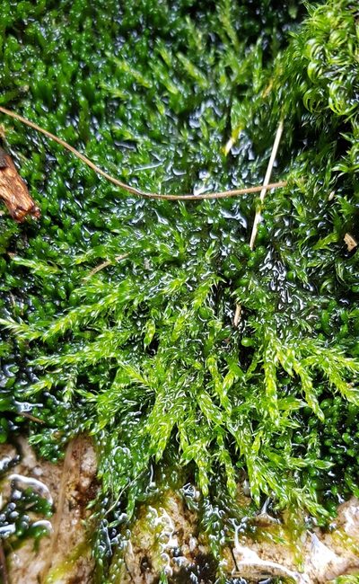Warnstorfia fluitans, photographed by Helen Waterman