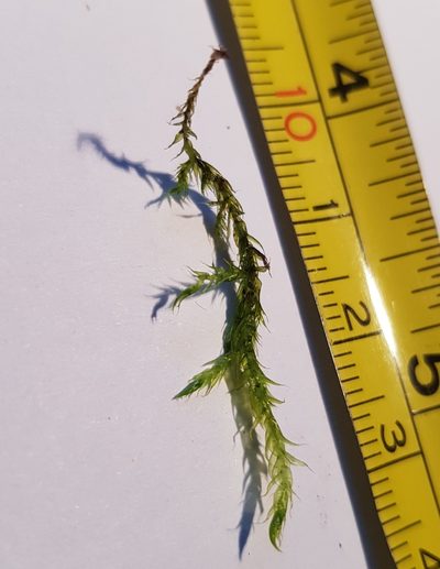 Warnstorfia fluitans, photographed by Helen Waterman
