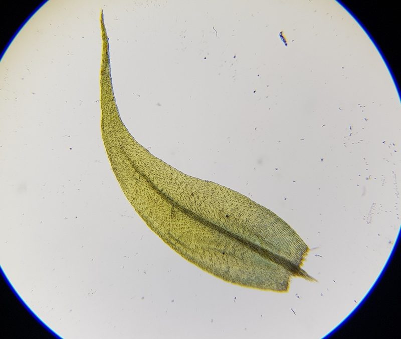 Warnstorfia fluitans, photographed by Helen Waterman