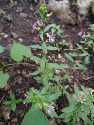 Cuphea gaumeri, photographed by Cenoteando