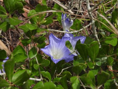 Bonamia grandiflora, photographed by novvictan
