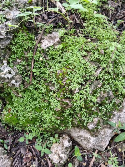 Pilea herniarioides, photographed by Cenoteando