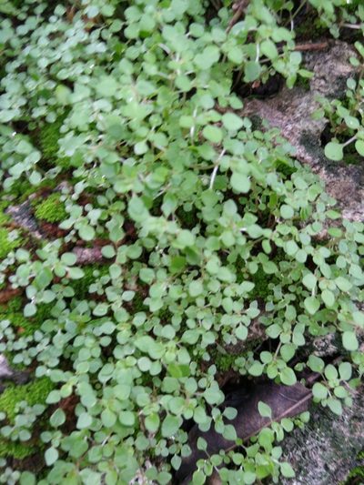 Pilea herniarioides, photographed by Cenoteando