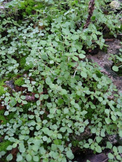 Pilea herniarioides, photographed by Cenoteando