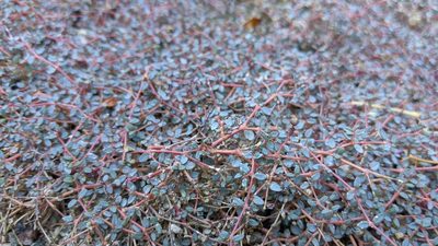 Euphorbia parishii, photographed by velodrome