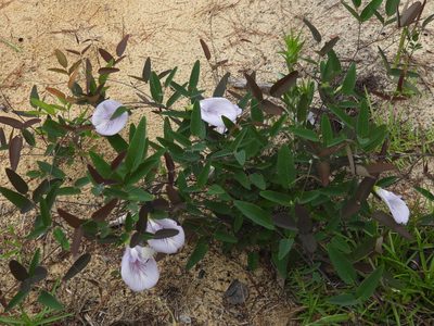 Clitoria fragrans