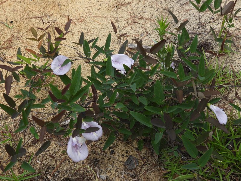 Clitoria fragrans, photographed by novvictan