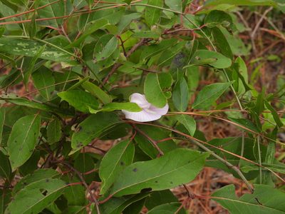 Centrosema arenicola, photographed by novvictan