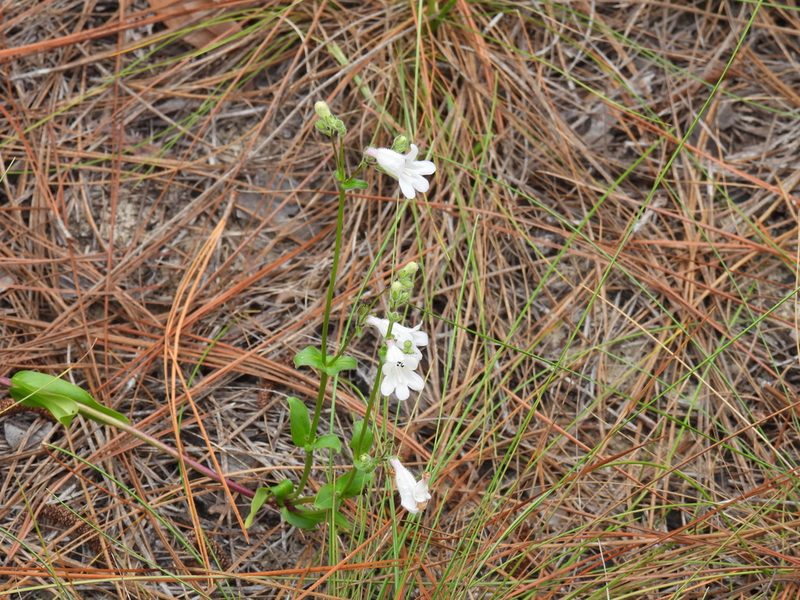 Penstemon multiflorus, photographed by novvictan