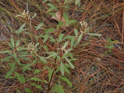 Croton argyranthemus, photographed by novvictan