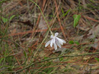 Lygodesmia aphylla, photographed by novvictan