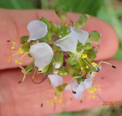 Aneilema dregeanum, photographed by Peter Warren