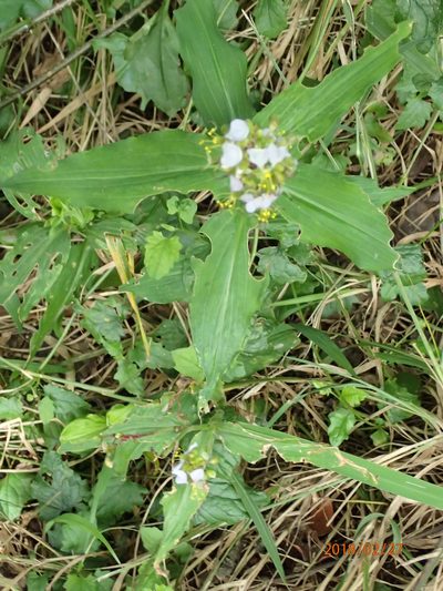 Aneilema dregeanum, photographed by Peter Warren