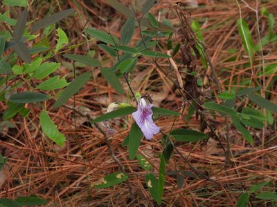 Clitoria fragrans, photographed by novvictan