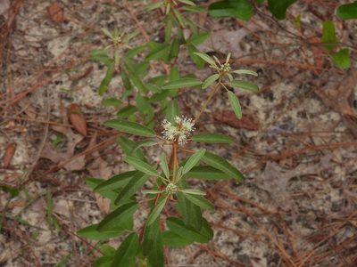 Croton argyranthemus, photographed by novvictan