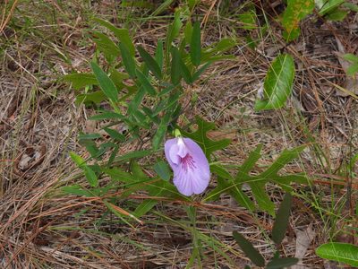Clitoria fragrans, photographed by novvictan