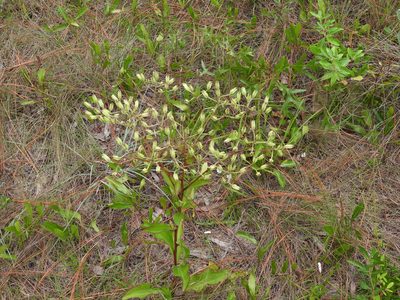 Arnoglossum floridanum, photographed by novvictan