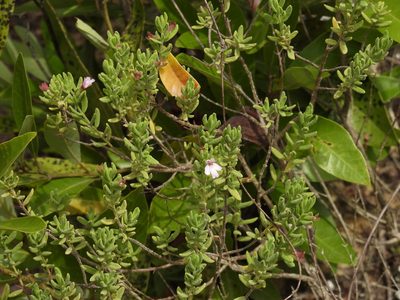 Clinopodium ashei