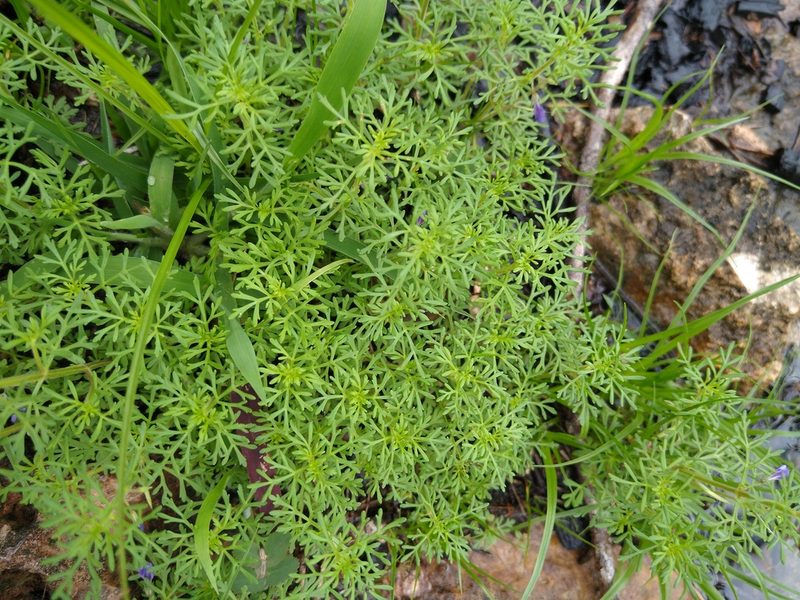 Schistophragma mexicanum, photographed by Cenoteando