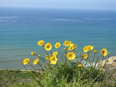 Coreopsis maritima, photographed by Tristan Jobin