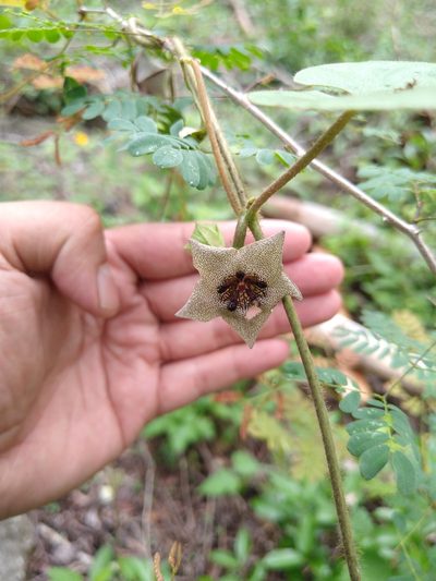 Dictyanthus yucatanensis, photographed by Cenoteando