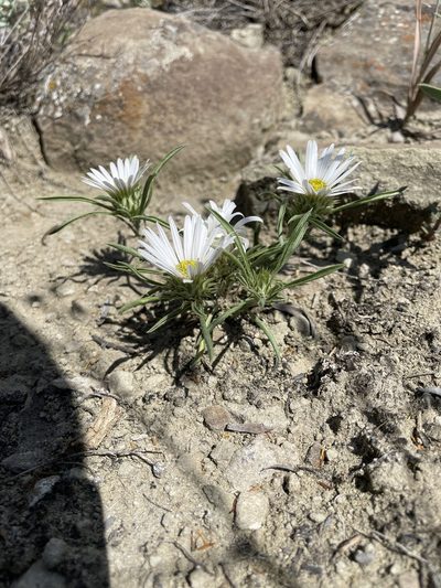 Townsendia grandiflora, photographed by Stephen Hornbeck