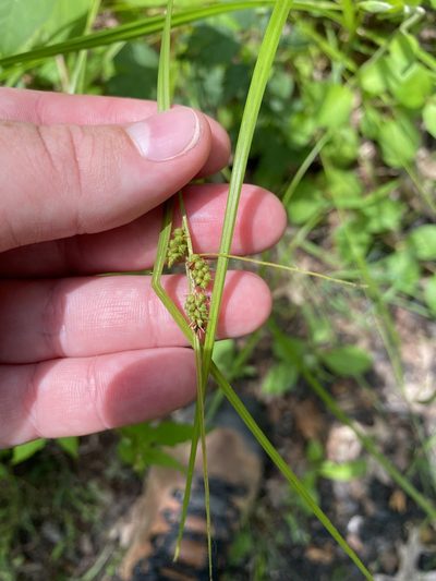 Carex caroliniana, photographed by Bonnie Semmling