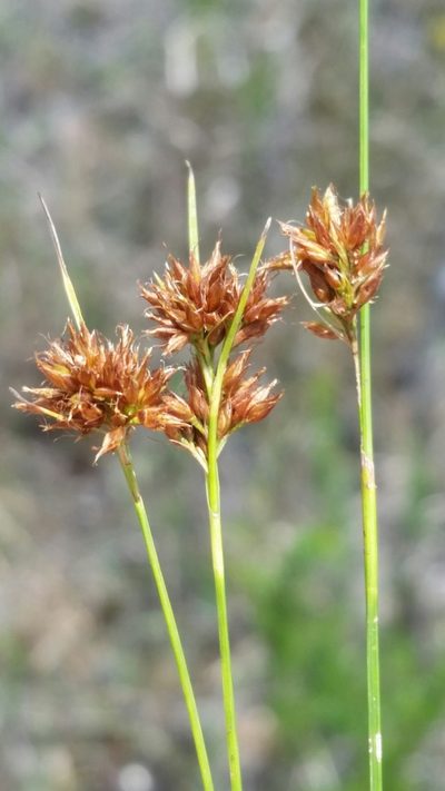 Rhynchospora filifolia, photographed by Jay Horn