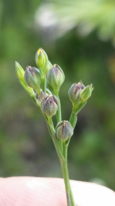 Linum floridanum, photographed by Jay Horn