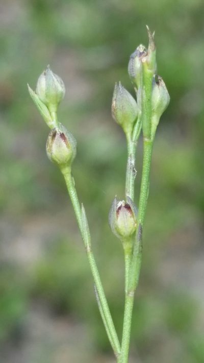 Linum floridanum, photographed by Jay Horn