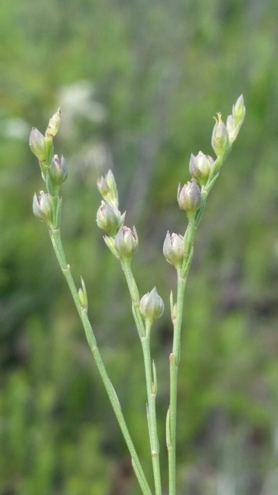Linum floridanum, photographed by Jay Horn
